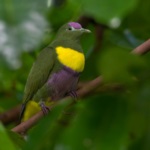 Yellow-bibbed Fruit Dove